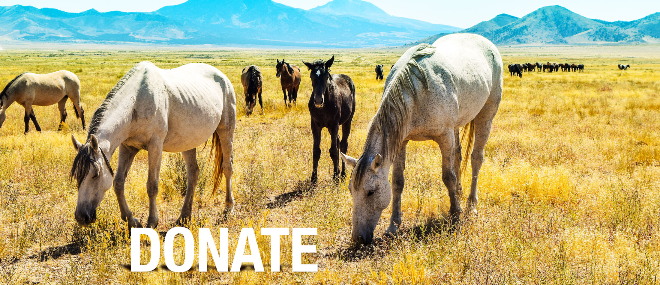 Wild Horses of America Foundation Donate